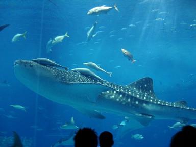 美ら海水族館コバンザメ 沖縄美ら海の旅３２ らぴゅたの空 楽天ブログ