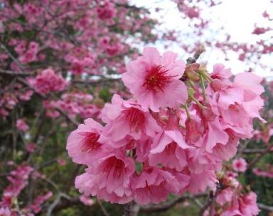 八重岳の桜