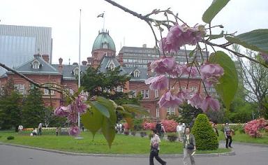 赤レンガ庁舎と桜