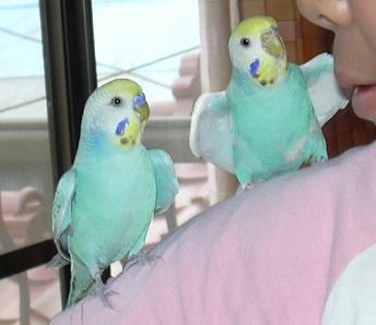 トトとリリと娘