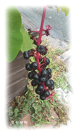 たぶんヨウシュヤマゴボウ。昔学校の帰り道につぶして遊んで、制服にくっつけて親によく怒られたなぁ、、、（笑）（紫の汁が洗っても全然落ちないι）