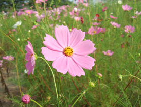 コスモス畑？（笑）