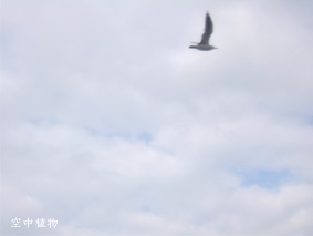 カモメすばしっこすぎ（笑）ι