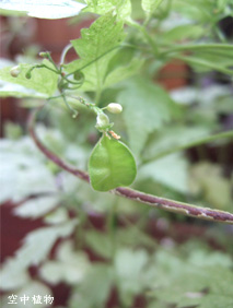 こっちは小指の爪くらいιホントちっちゃいι