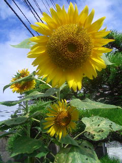 いとこのKちゃん撮影★虫食い葉が素敵（笑）