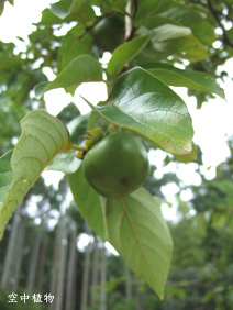 柿。円通寺には薔薇もあれば竹も柿もある（＠＿＠*