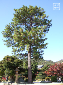 でっかい松の木★