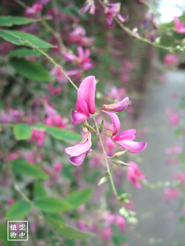 ちょっとした萩通り♪たしか観瀾亭の近く★