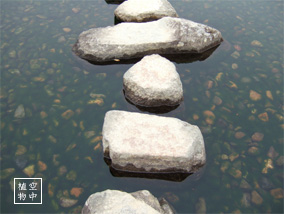 苔の生えた石に惹かれる（笑）