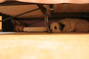 ベッドの下のＫちゃん＆ドッティ