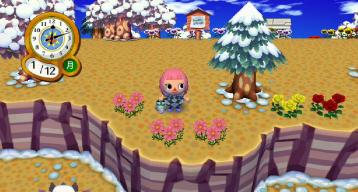 ピンクコスモス５号