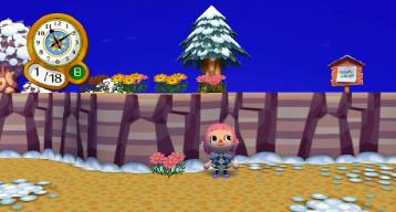 ピンクコスモス７号