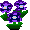 紫パンジー