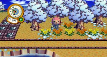 オレンジバラ４号