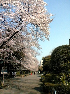 大学の桜