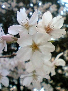接写撮影した桜