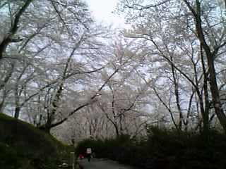 tomokiさんより桜のトンネル