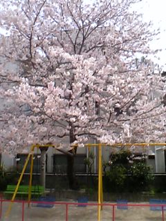 スリチャパさんより大阪桜満開