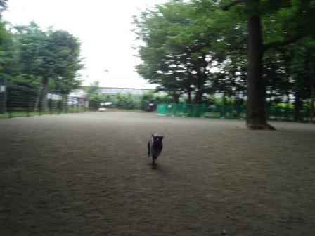 ドッグラン０６０８