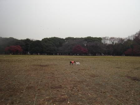 yoyogi4