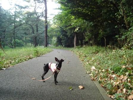 yoyogi8