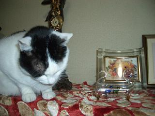 合格お願い中の招き猫