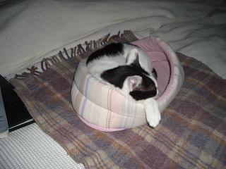 お仕事終えて入眠モードのミルフィー（=TェT=）君