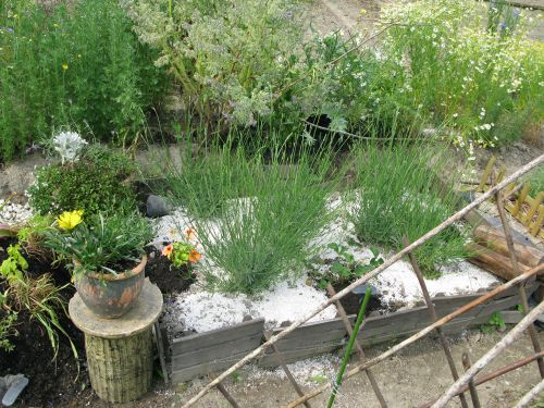 ラベンダーベッド５月２７日