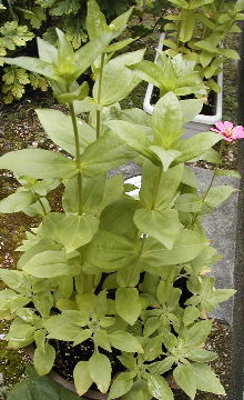 ジニアと小夏の寄せ植え