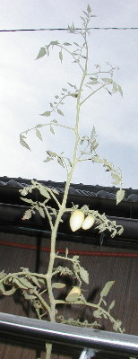 鉢植えのミディトマト