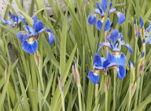 アヤメの開花