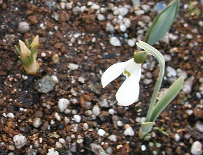 スノードロップの花