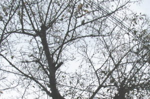 桜の毛虫食害２