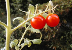 ミニトマト完熟１