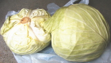 cabbage