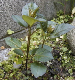 ダリアの新芽