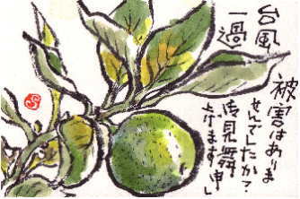 絵手紙　金柑（晩夏）