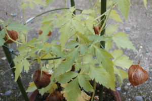 フウセンカズラ種