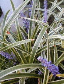 斑入りヤブラン