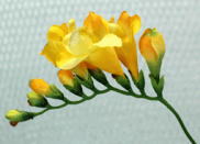 freesia