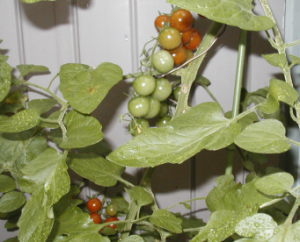 ミニトマトの実り