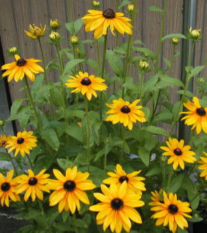 満開のルドベキア