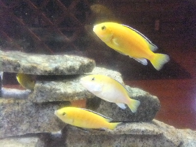 益田　ＫＥＮＴ　熱帯魚