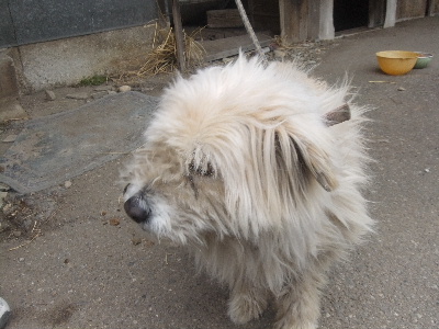 大那　さぶちゃん