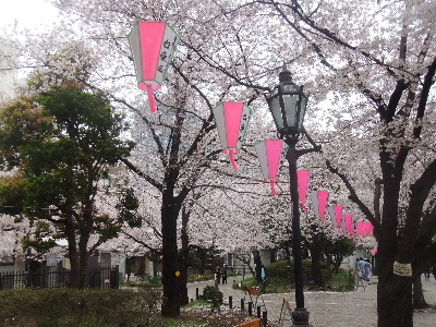 浅草　桜　夢屋の帰り