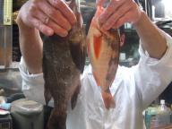 立石　居酒屋　さくらい　メバル