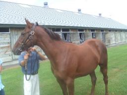 スティンギングビーの05