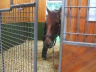 社台スタリオン　ローエングリン