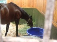 社台スタリオン　リンカーン