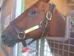 社台スタリオン　トワイニング